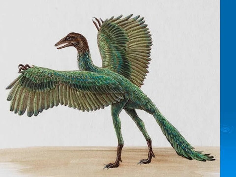 мезозойская эра археоптерикс. археоптерикс динозавр. археоптерикс и микрораптор. археоптерикс ледниковый период. самые первые птицы.