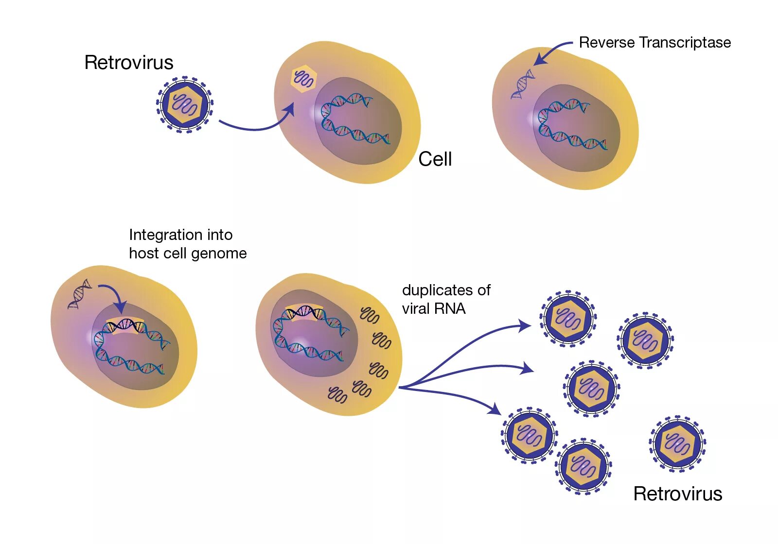 Ретровирусы репликация. Ретровирусы геном. Ретровирус геном строение. Встраивание ДНК вируса в ДНК клетки.