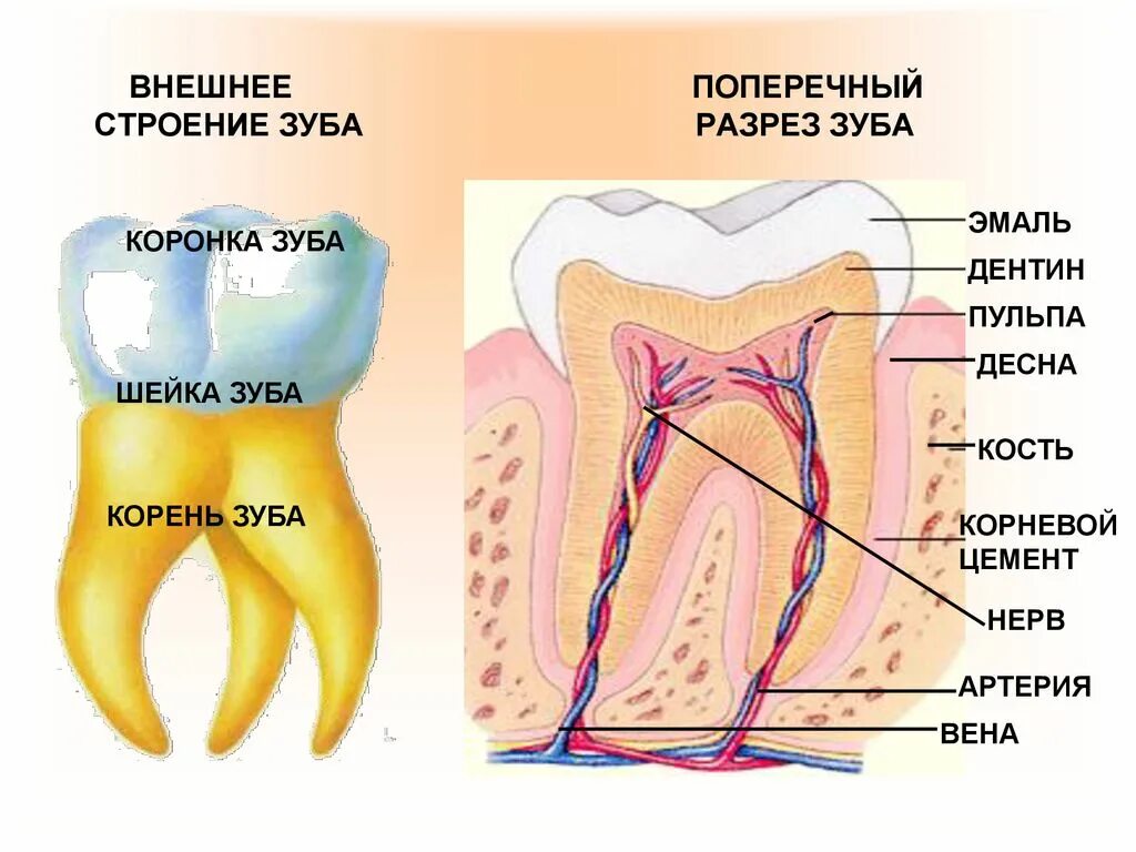 Анатомическое строение зуба стоматология. Внешнее строение зуба анатомия. Схема внутреннего строения зуба анатомия. Внешнее и внутреннее строение зуба.