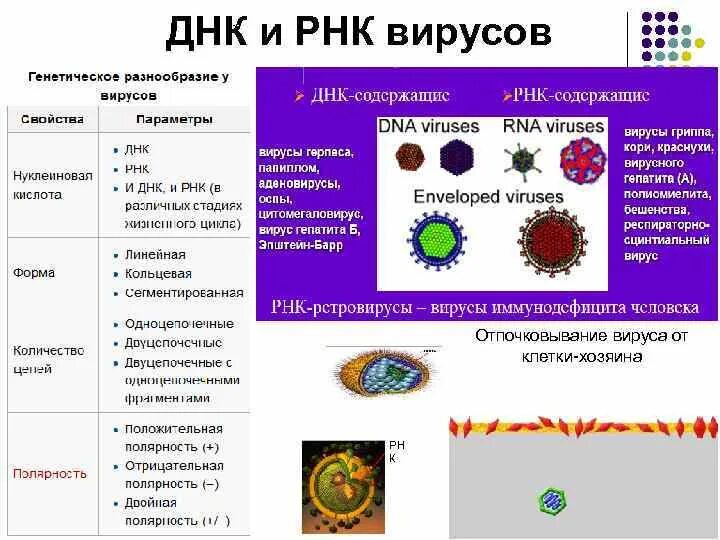 Вирусы относятся к форме жизни. РНК вирусы. ДНК И РНК вирусы. РНК-содержащие вирусы человека. РНК содержащие вирусы.