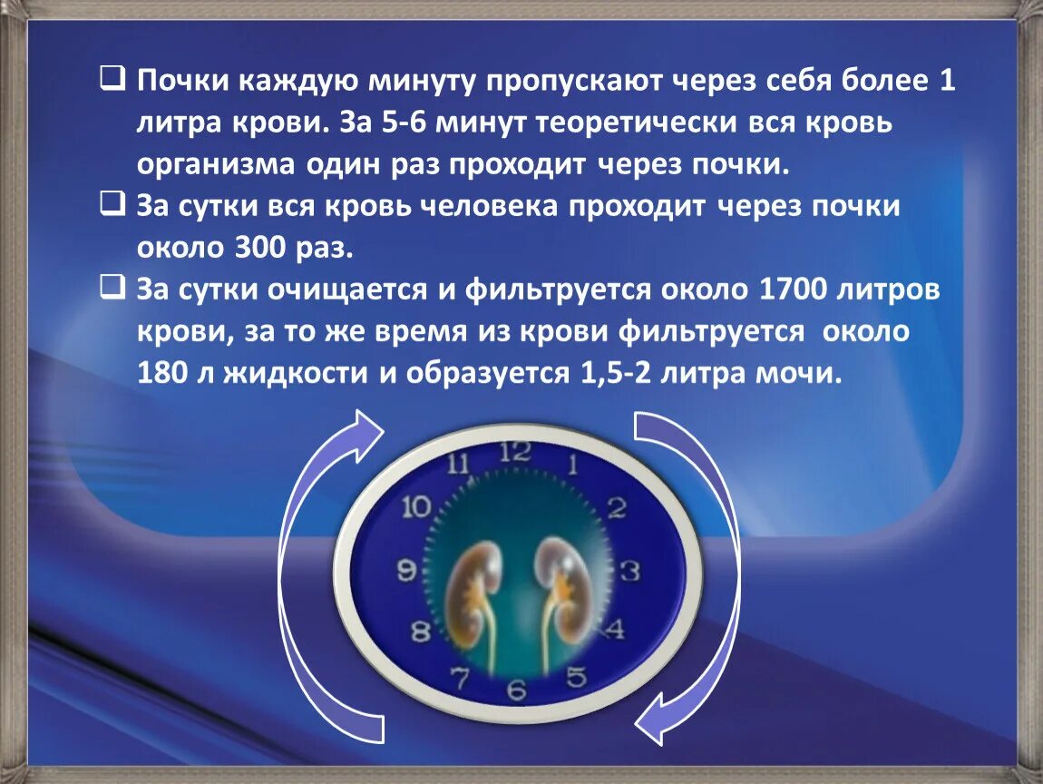 За сколько проходят почки. Сколько крови проходит через почки. Сколько крови фильтруют почки. Сколько литров крови проходит через почки за сутки. Кровь проходит через почки.