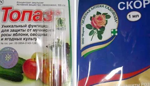 Чем обработать розы от мучнистой росы