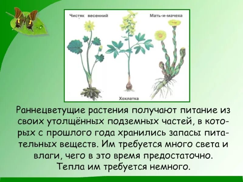 Ранне цветущее растения. Раннецветущие травянистые растения. Раннецветущая трава. Раннецветущие растения цветы.