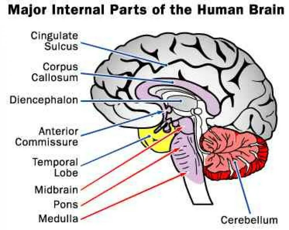 Brain 52. Memory of Humans Brains.