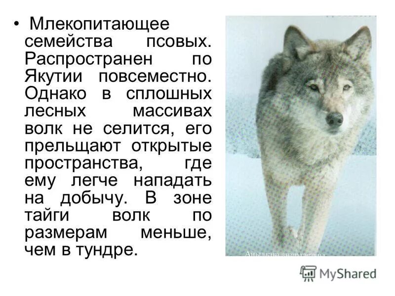 Информация про волка