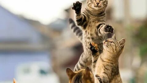 Включи другое коте