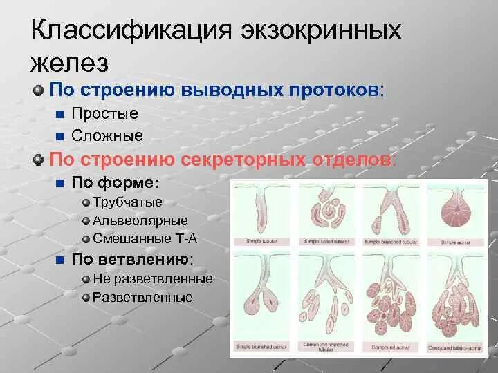 Классификация экзокринных желез по строению. Классификация экзокринных желез по строению выводных протоков. Железы по форме секреторных отделов. Классификация желез по строению выводного протока. Экзокринные железы выводные протоки