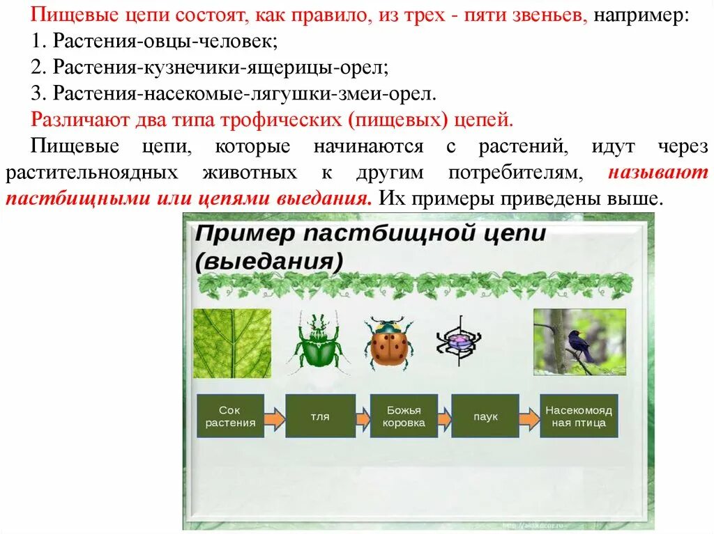 Какая цепь питания составлена правильно кузнечик растения. Пищевая цепь состоит из. Пищевая цепочка состоящая из 5 звеньев. Цепочка питания 5 звеньев. Пищевая цепочка из 5 звеньев.