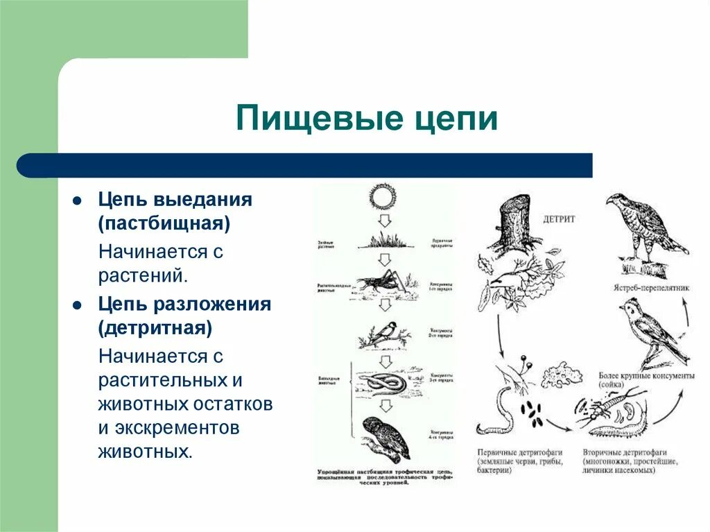 Цепи пастбищного типа. Цепи питания цепь выедания и цепь разложения. Цепь разложения детритная цепь. Типы цепей питания пастбищные детритные. Цепь выедания пастбищная.