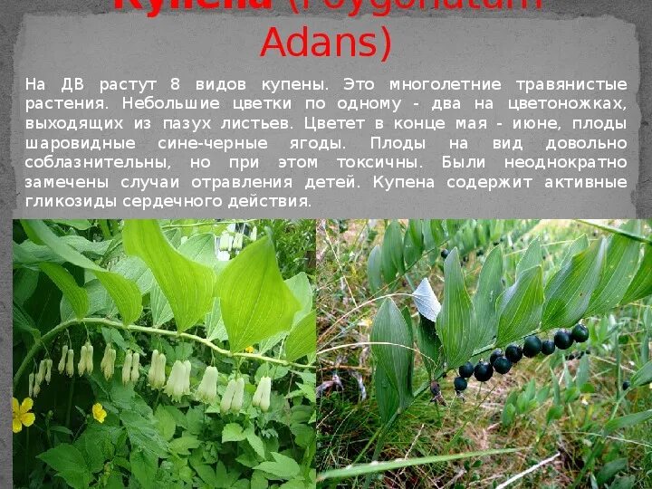 Купена лекарственная: фото и полезные свойства Эко-фокус Фотогалерея природы на 