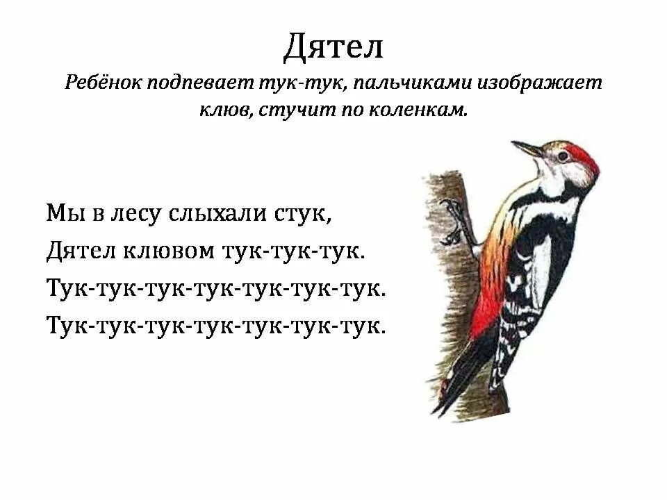 Интересные факты о дятлах. Загадка про дятла. Стих про дятла. Дятел для детей. Проект про дятла.