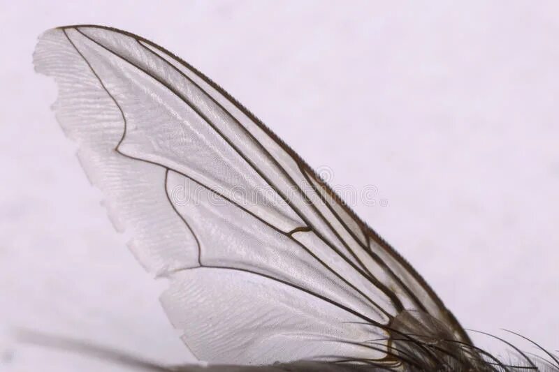 Крылья мухи. Крылышки мухи. Муха с крыльями на белом фоне. Крылья мухи рисунок.