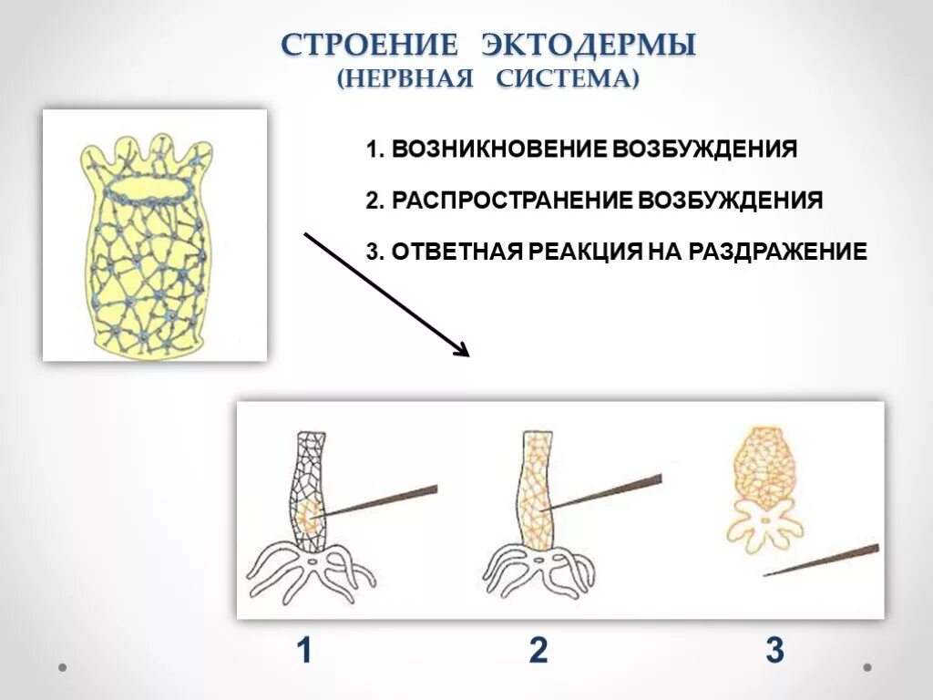 Эктодерма нервная система