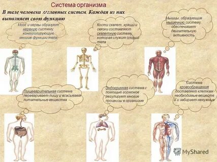 Текст система органов человека