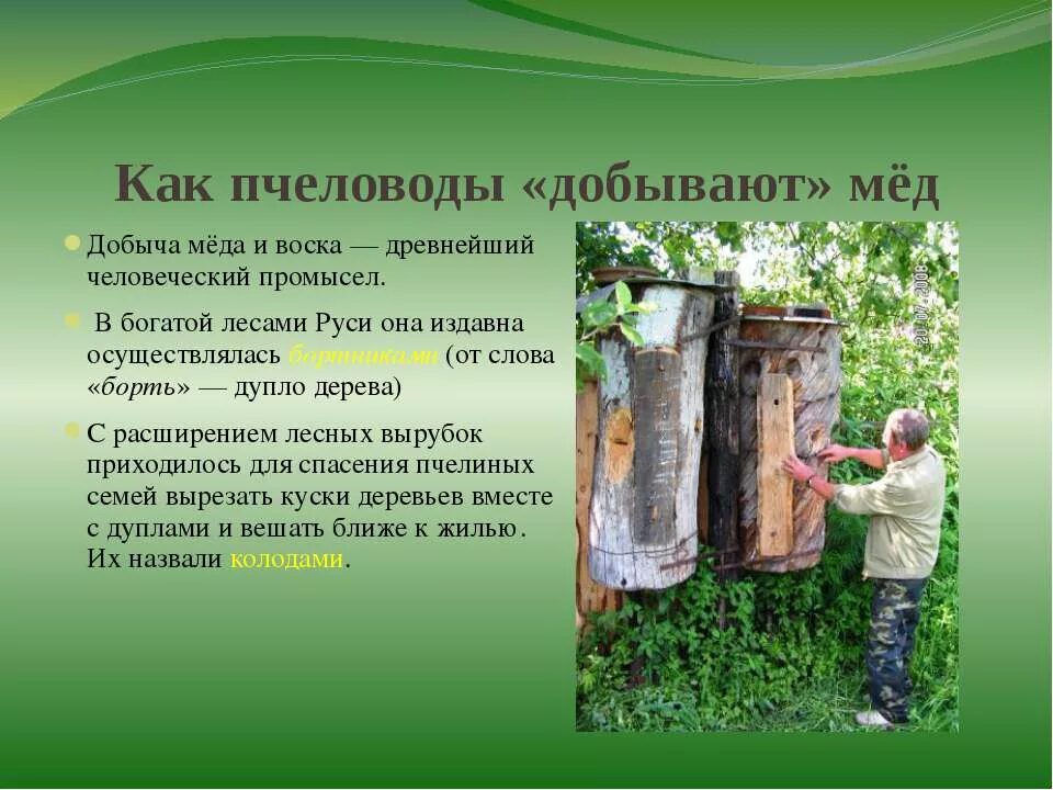 Какую работу выполняет пчеловод. Детям о профессиях пчеловодства. бортничество это в древней руси. презентация про пчеловода. сообщение о бортничестве.