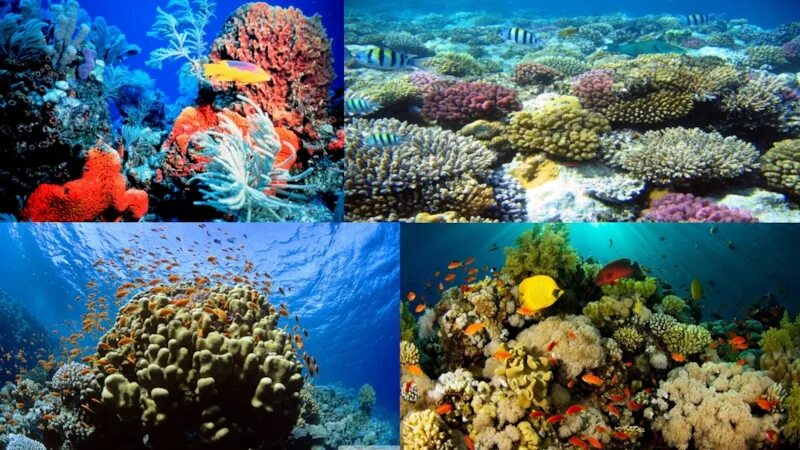 Коралловый риф 4. Зоны кораллового рифа. Образование коралловых рифов и островов. Строение коралловых рифов. Строение кораллового рифа.