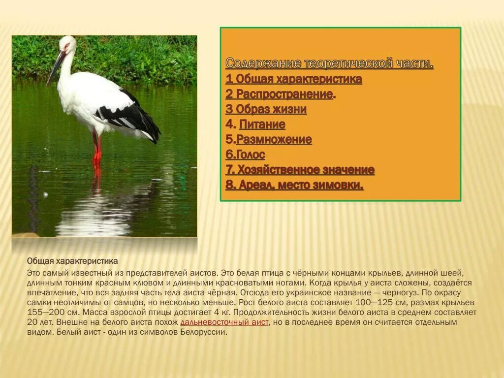 Белый аист чаще встречается на территориях. Где живут аисты. где обитает белый аист. белый аист характеристика. аист размах крыльев.