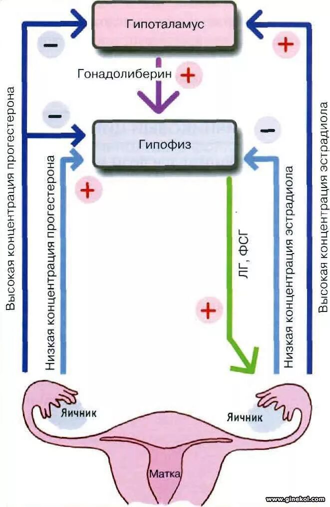 Система гипоталамус гипофиз яичники. Гормональная регуляция менструационного цикла схема. Схему регуляции менструальной функции.. Механизм гормональной регуляции менструального цикла. Взаимосвязь яичника