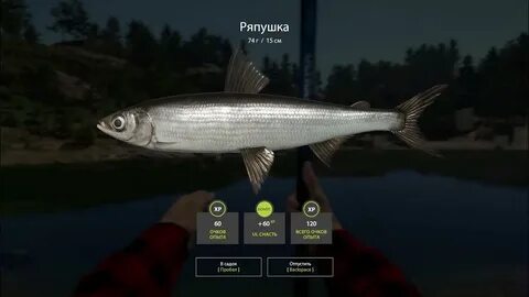 Куори приманки
