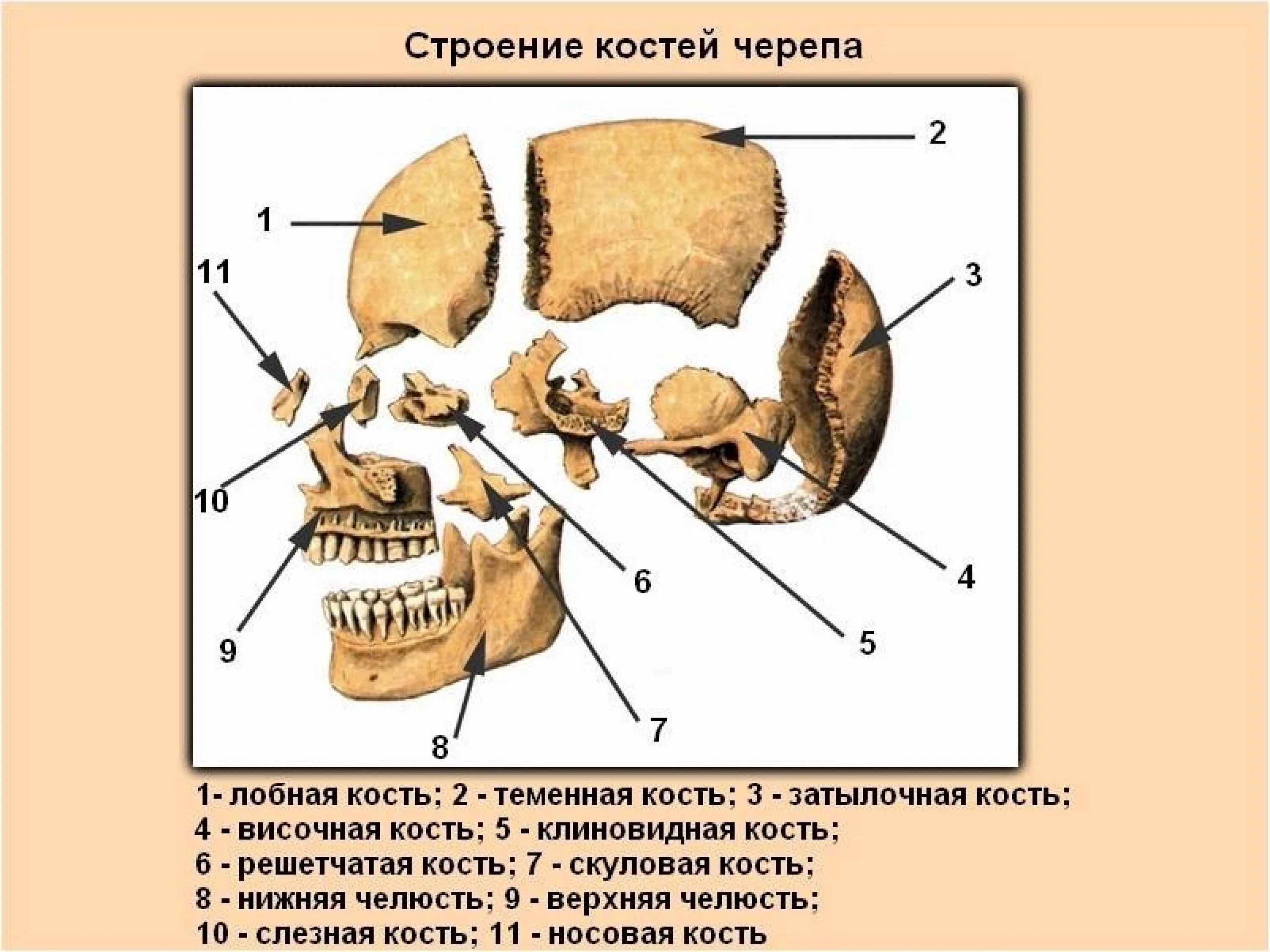 Строение кости черепа человека. Строение костей черепа человека анатомия. Строение костей головы человека. Череп человека с названием костей. Назови кости черепа