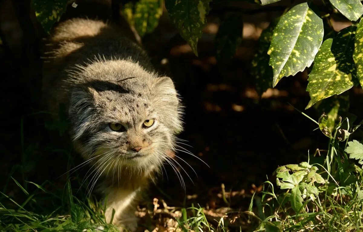 Дикая кошка Манул. Дикий Лесной кот Манул. Манул (палласов кот). Камышовый Манул.