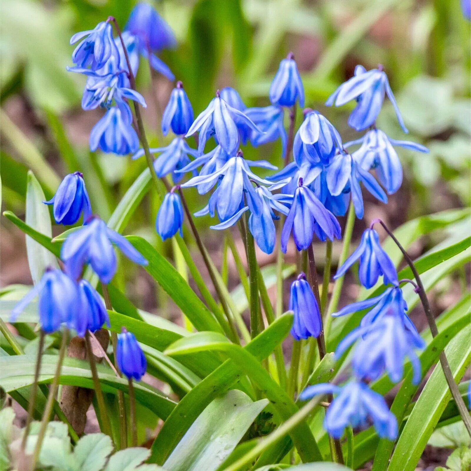 Сцилла цветок купить. Пролеска Сибирская Scilla Siberica. Пролеска Сцилла. Сцилла (пролеска) Сибирская (Scilla Siberica). Сцилла спринг Бьюти.