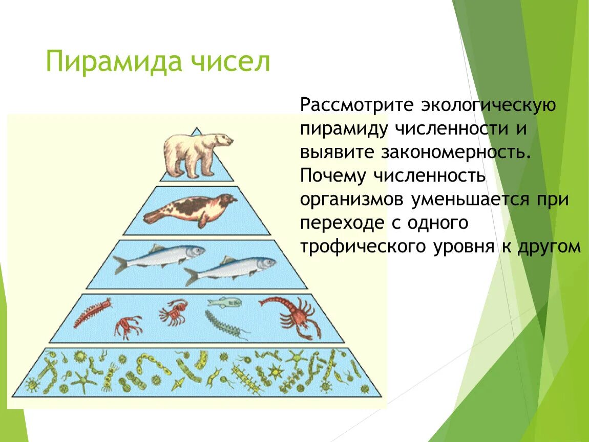 Перевернутая экологическая пирамида численности. Экологические пирамиды численности биомассы энергии. Перевернутая пирамида биомассы. Экологическая пирамида рисунок