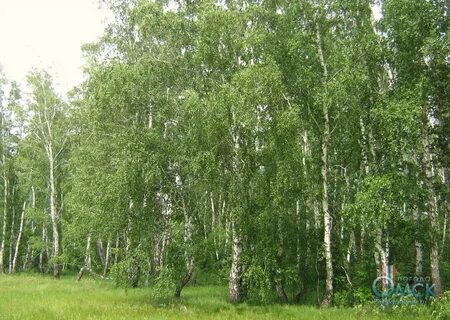 В каком лесу растет береза