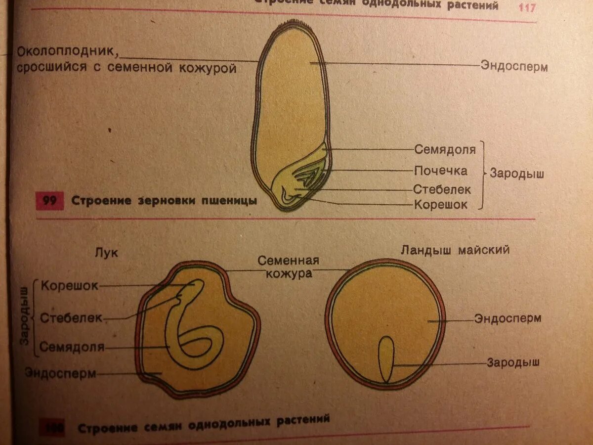 Семя состоит из семенной. Строение зародыша семени у однодольных растений. Строение семени покрытосеменных растений. Строение семени однодольного растения. Строение семени однодольных и двудольных.