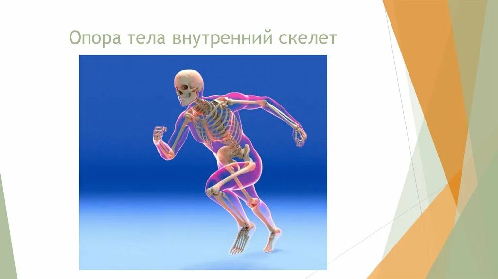 Скелет опора тела. Внутренний скелет. Скелет человека защищает внутренние органы от повреждений. Внутренняя и внешняя опора организма человека.