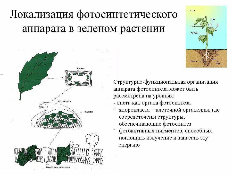 Государственных учреждениях растение. Структурная организация фотосинтетического аппарата. Строение фотосинтетического аппарата растений. Строение листа фотосинтез. Фотосинтетический аппарат растительной клетки локализован в:.