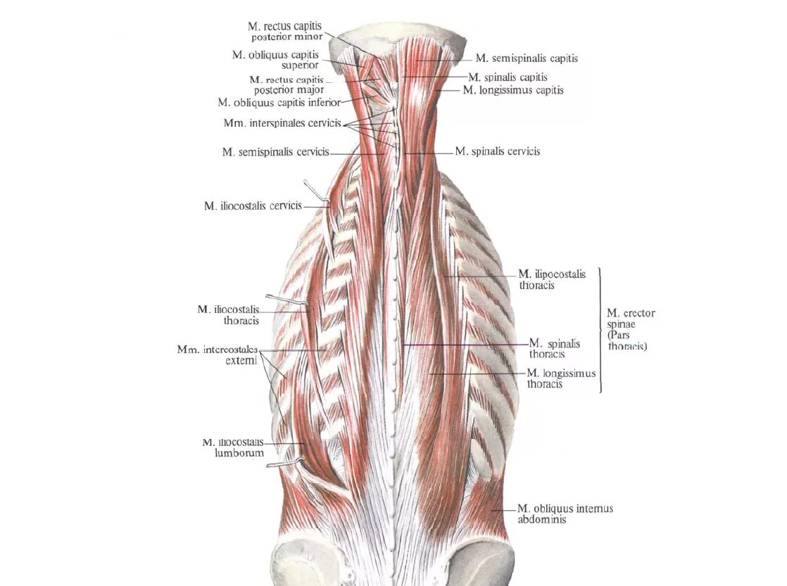 Спин удлинит. Глубокие мышцы спины подзатылочные мышцы. Крестцово остистая мышца анатомия. Мышцы спины атлас Синельникова. Глубокие мышцы спины медиальный тракт.