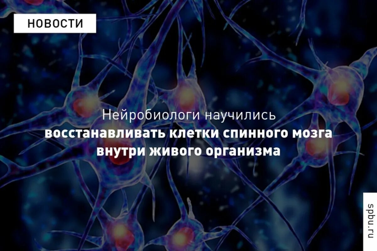 Нервная клетка. Нейроны восстанавливаются. Нейронные клетки мозга восстанавливаются. Что восстанавливает нервные клетки. Сколько восстанавливается нервная