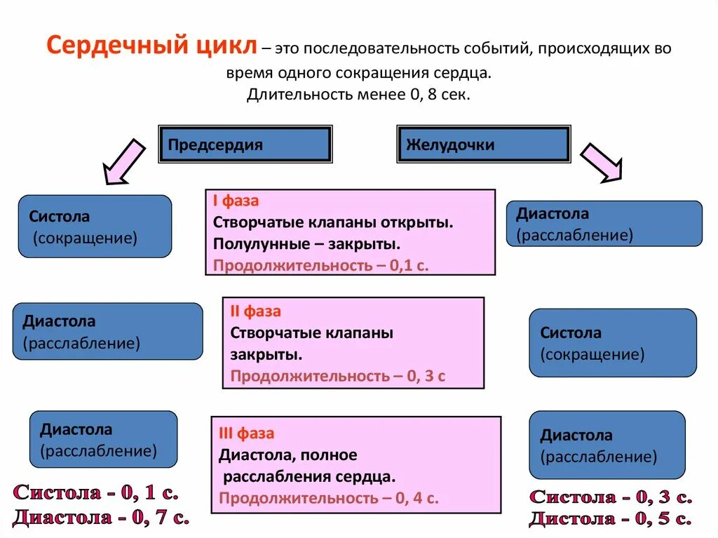 Сокращение предсердий в сердечном цикле. Сердечный цикл. Цикл сокращения сердца. Схема сердечного цикла. Фазы сокращения сердца.