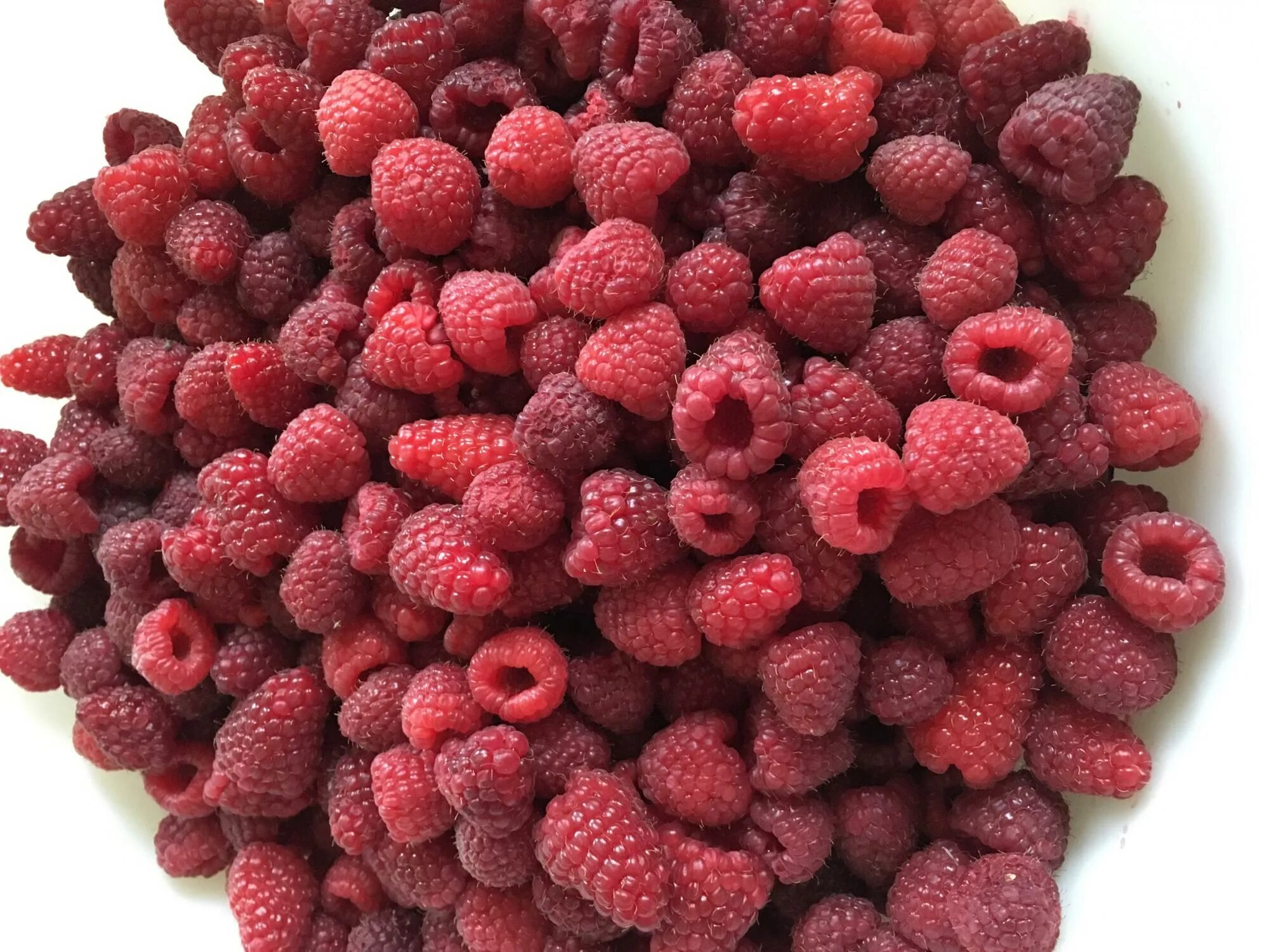 малина таруса малиновое дерево. малина жар. малина ремонтантная жар птица. малина ремонтантная жар птица. малина ремонтантная куст.