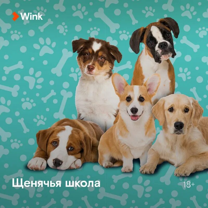 щенячья школа фотографии щенков. щенячья школа картинки. 5 щенков. школа для собак. щенячья школа (2018).