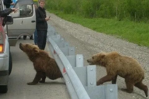 Медвежонок на трассе