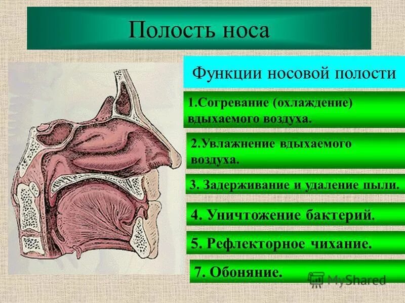 Увлажнение воздуха в носовой полости