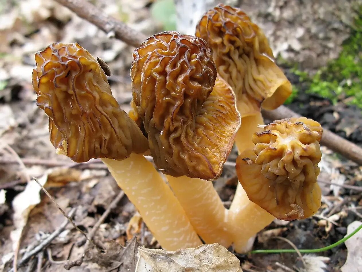 Первые грибы весной название. Сморчковая шапочка гриб. Весенние грибы сморчки. Сморчок и сморчковая шапочка. Грибы сморчки и сморчковая шапочка.