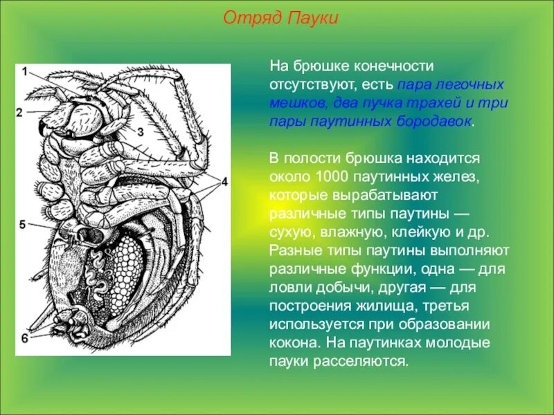 Паукообразные пар ног. Конечности головогруди паукообразных. пары конечностей у паукообразных. паук крестовик отряд. классификация паука крестовика.
