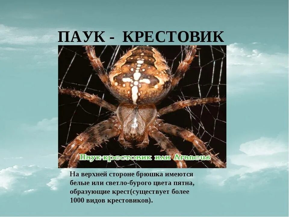 Питание паука крестовика. Паук крестовик гермафродит. Паук крестовик красная книга. Паук крестовик окружающий мир 2 класс.