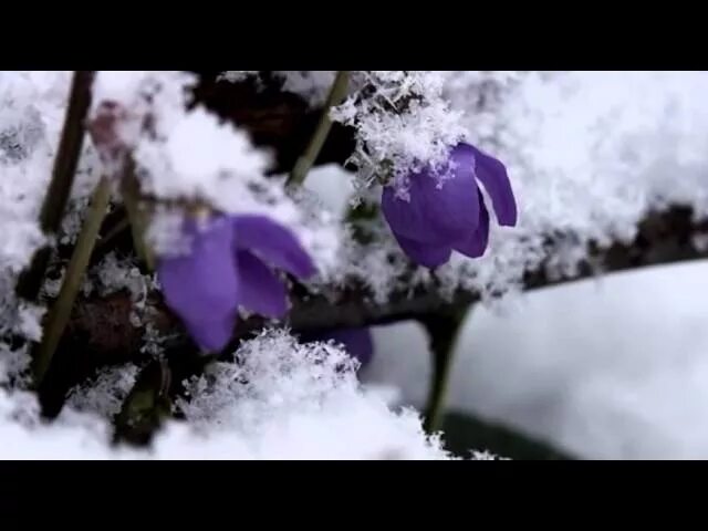 лариса долина и панайотов. цветы под снегом лариса михайлик и владимир. женщина в зимнем саду. цветы под снегом. дуэт долина панайотов.