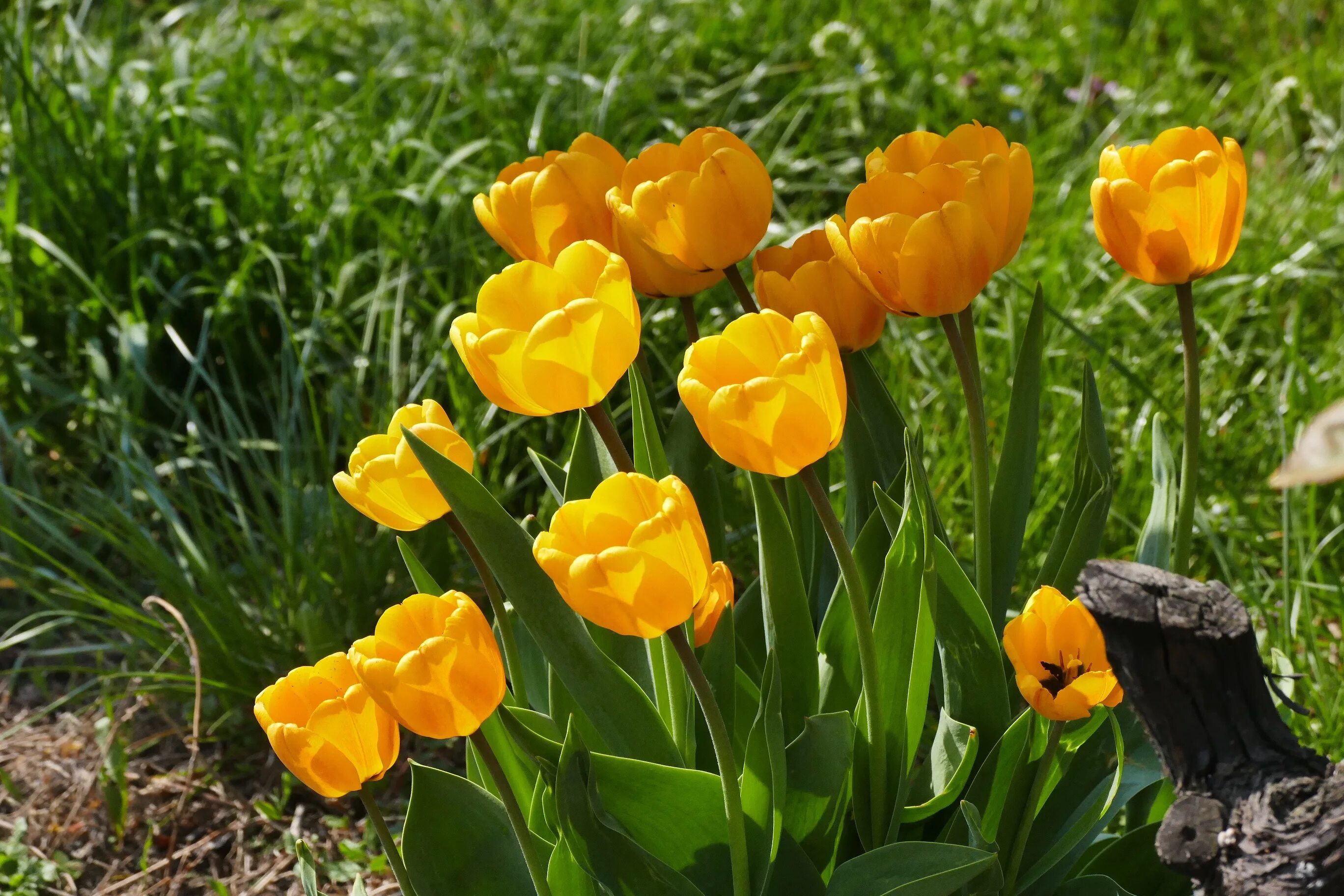 Будут ли цвести тюльпаны весной. Тюльпан Муншайн. Тюльпан Vesna. Saxatilis тюльпан. Полевые желтые тюльпаны.