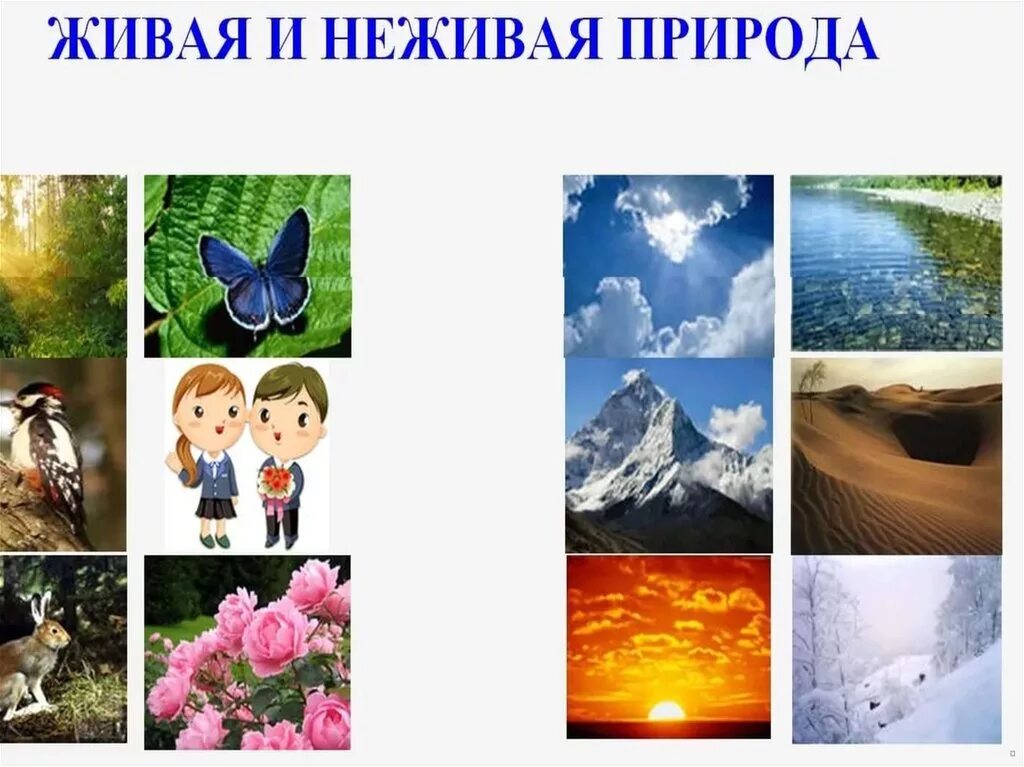 Россия живая неживая природа. Живая и неживая природа. Живая и не мивая природа. Живая природа и ге Живая. Дивая и неживаяприрода.