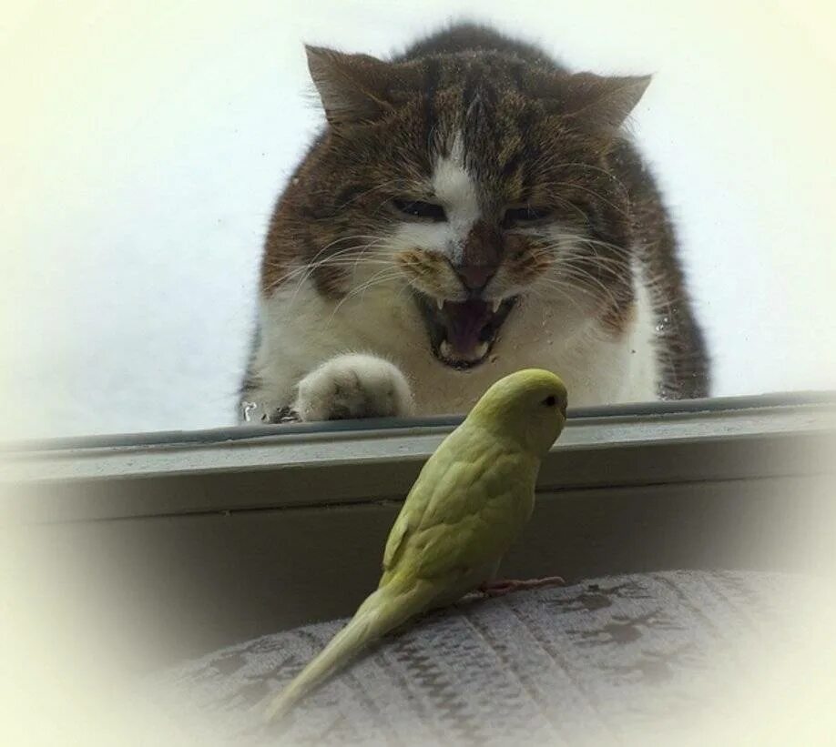 Кошка с птицей в зубах. Кошка с добычей. Кот ест птицу. Рыжий котенок охотится. Кошка и воробей.