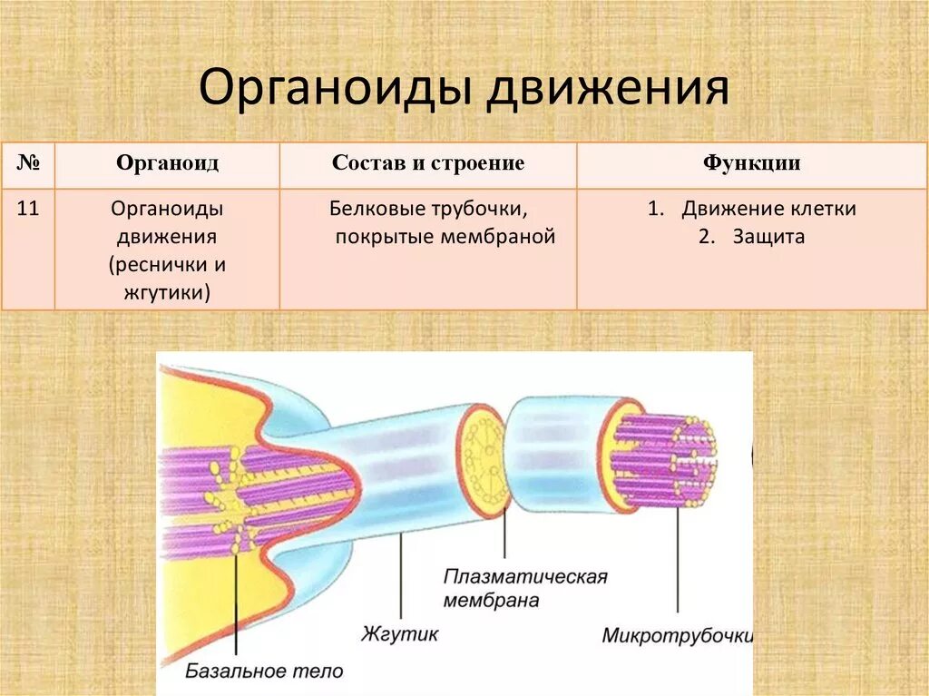 Какова функция органоидов. Органоиды движения микротрубочки строение. Органоиды движения характеристика. Органоиды движения базальное тело. Органоиды движения клеточные включения строение.