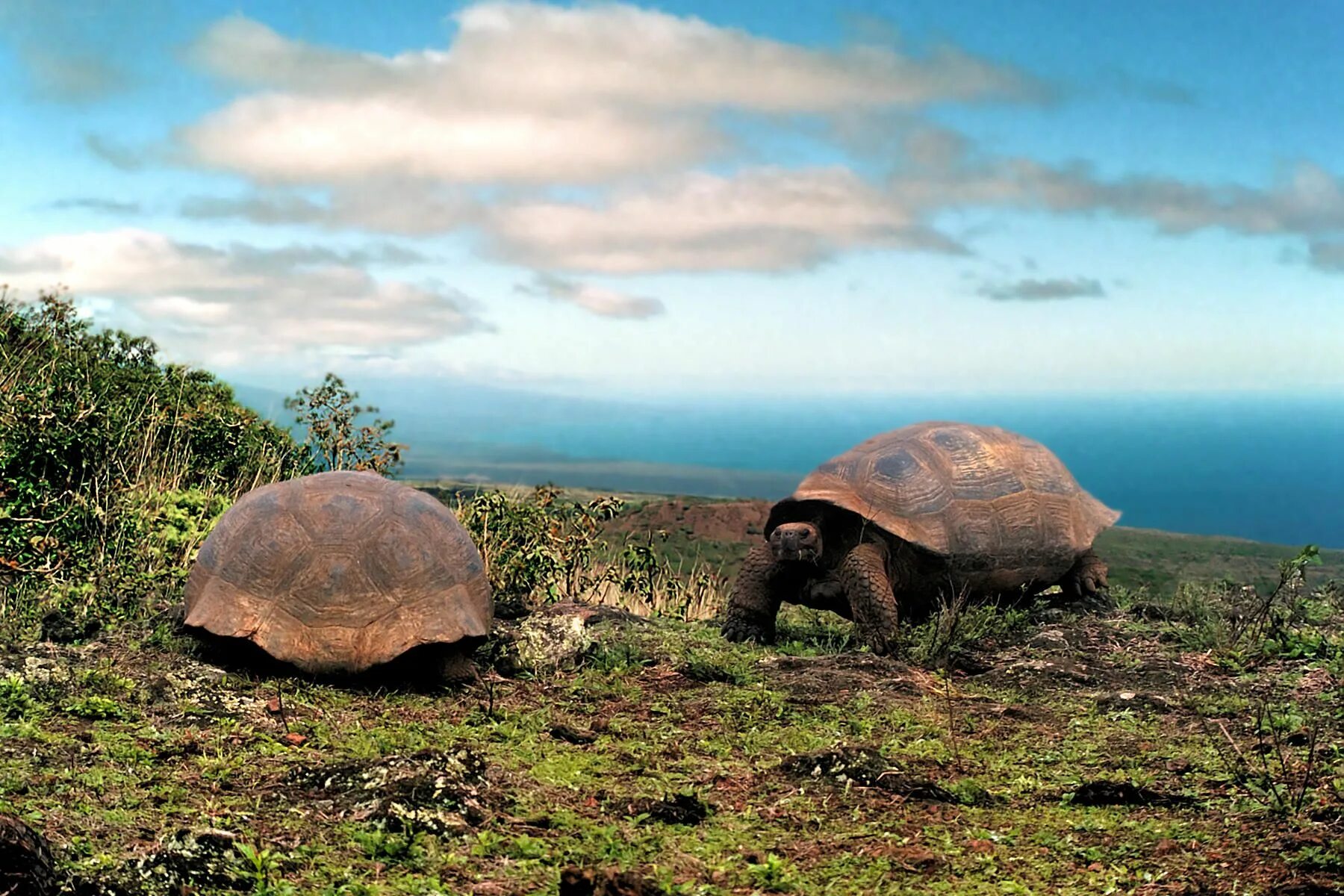 Эквадор Галапагосские острова. Галапагос — Эквадор черепахи. Национальный парк Галапагос Эквадор черепахи. Фауна Эквадора Галапагосские черепахи.