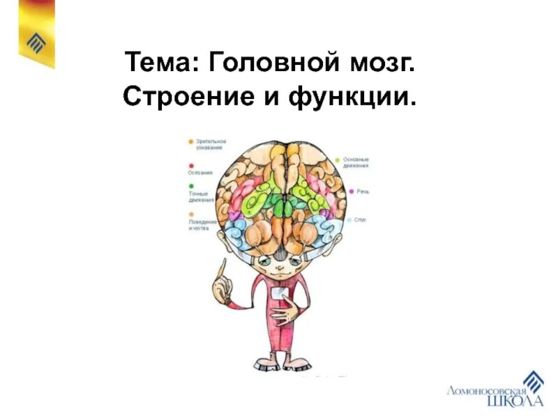Презентация строение головного мозга человека. Строение мозга человека и его функции. мозг строение шпаргалка. головной мозг шпора. строение мозга егэ.
