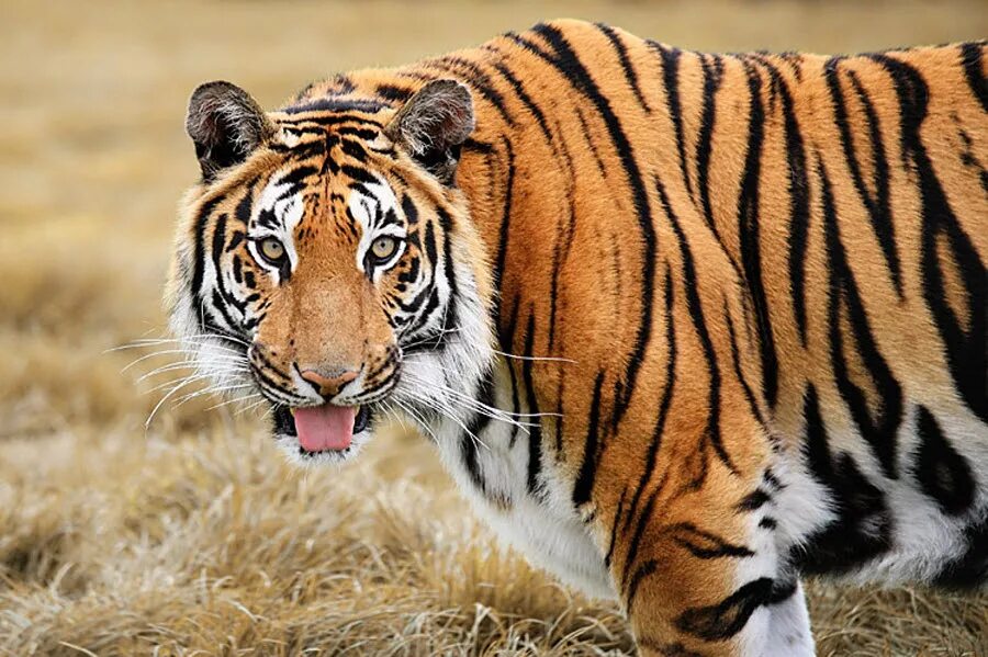 Амурский тигр вышел к людям. Уссурийский тигр рассада. Тигр заходит. Дальний восток тигр. Российский тигр.