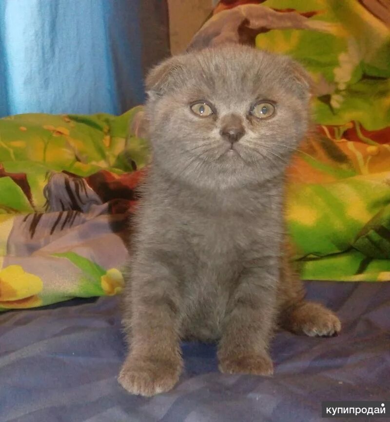 Питомник шотландских кошек Елемурри